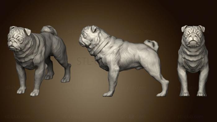 3D model Pug 2 2 (STL)